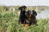 BEAUCERON - ADULTS and PUPPIES 030
